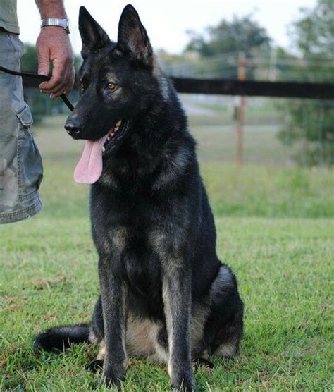 Pin On German Shepherd Names And Pictures