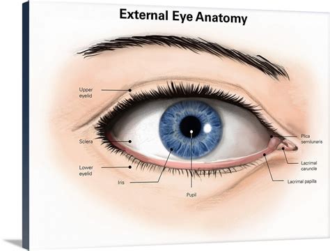 External Anatomy Of The Human Eye With Labels Wall Art Canvas Prints
