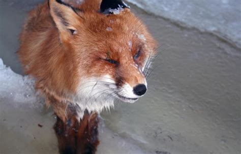 Fox Found Frozen Alive In Norway River Gallery Ebaum
