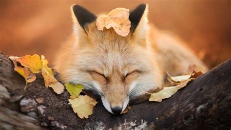 Nature Animals Fox Trees Leaves Fall Depth Of Field Sleeping Muzzles Photography