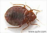 Bed Bug Spray Side Effects