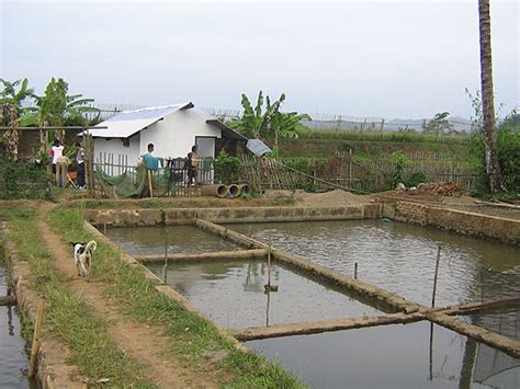 Proses selanjutnya dari cara budidaya ikan gurame di kolam kecil adalah mempersiapkan bak pendederan. Lokasi Yang Cocok Untuk Budidaya Ikan Keramba Adalah ...
