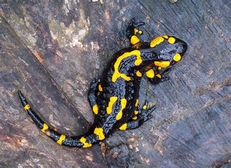 10 Fast Facts About Amphibians