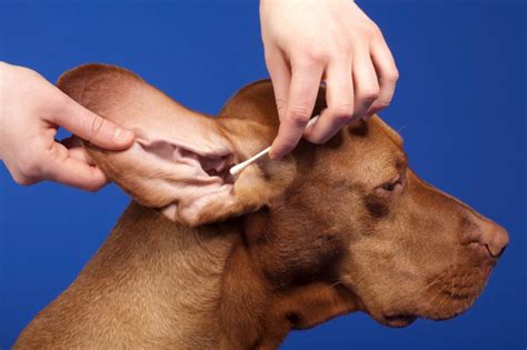 Why Treating Your Dogs Dirtysmelly Ears Should Be Urgent 4knines®