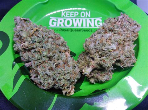 Royal Queen Seeds Fat Banana Automatic Grow Diary Journal Harvest12 By Jef79 Growdiaries