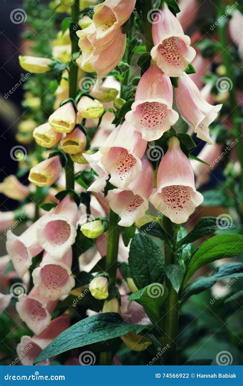 Pink Foxglove Flowers Stock Photo Image Of Flower Pink 74566922