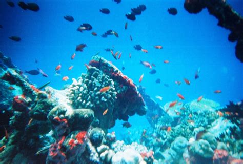 A biome is a large geographical region where certain types of plants and animals thrive. Marine Biome