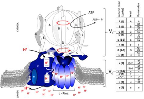 Check spelling or type a new query. | V-ATPase subunit composition and mechanism of catalysis ...