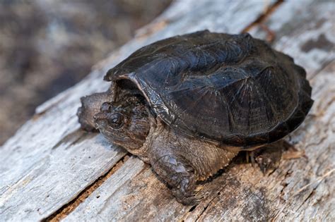 Common Snapping Turtle South Carolina Partners In Amphibian And