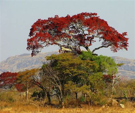 Pin By Vicki Mc Kune On Photography African Tree Landscape Southern