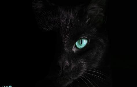 Wallpaper Cat Black Turquoise Eyes Images For Desktop Section арт Download