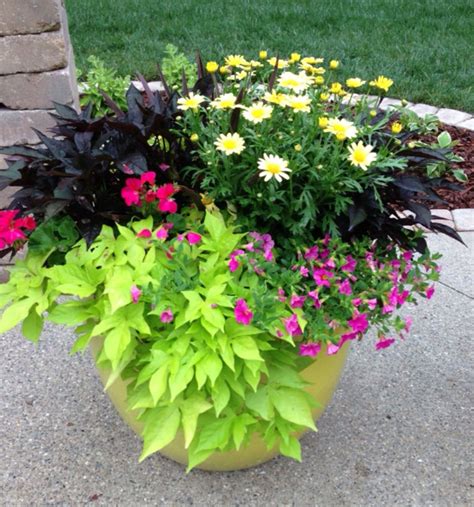 Colorful Container Container Gardening Plants Planters