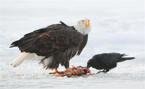 How often do eagles eat? What do Eagles Eat - Bird Eden