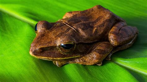 Even More Amphibians Are Endangered Than We Thought Tuos