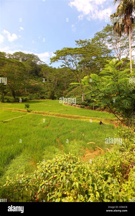 Sri Lanka Southern Province Green Rice Paddy Field Fields