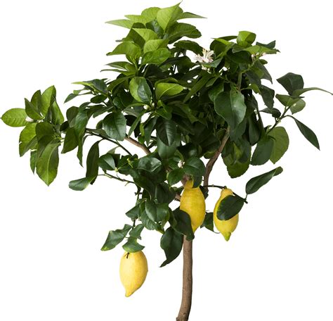 Lemon Tree Png Image Fruit Plants Png 1024x1024 Png Download