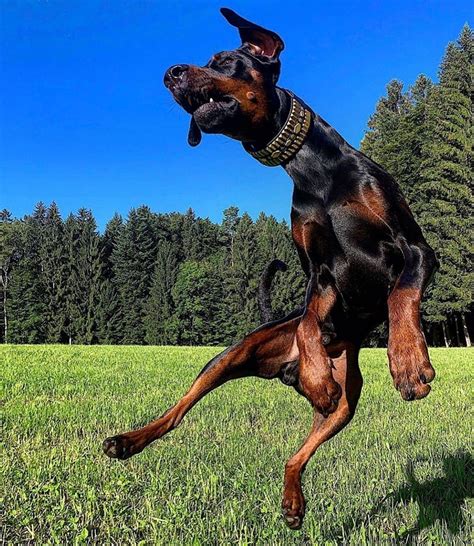 14 Funny Doberman Pinschers That Will Make Your Day Petpress
