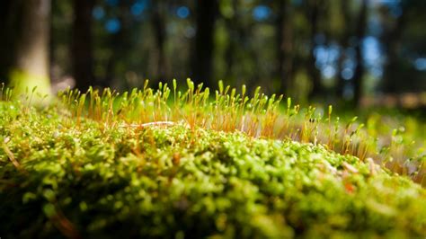 Green Moss Wallpapers High Quality Download Free