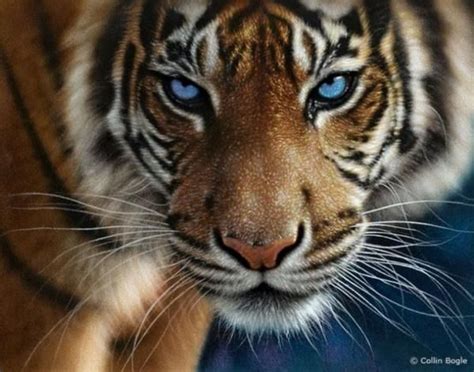 This is actually now jeopardising the future of people. realistic drawings of animals, beautiful, tiger, photoshoot | {animals} beauty | Pinterest ...