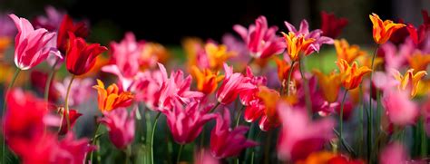 Tulips Panoramic Macro Flowers Lewis Carlyle Photography