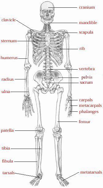 Human body homepage the body homepage interactive body skeleton game facts and features skeleton anatomy diagram arm and shoulder broken bones hands and feet joints leg pelvis ribcage skull spine teeth teenage growth psychology tests disgust spot the fake smiles memory test. Skeletal System | Human skeletal system, Skeletal and ...