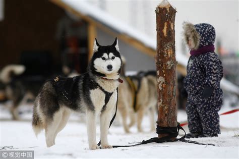 Meet The Dogs Of Moscows Husky Park Cgtn