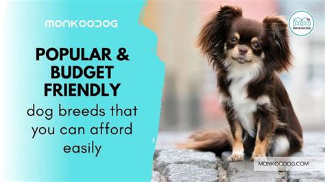 Most Popular And Budget Friendly Dog Breeds That You Can Own Easily