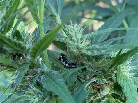 This is the whole method of dry harvesting which is quite easy to follow. Blog: Hemp Harvest 2020 - Black Sheep Farm Oils