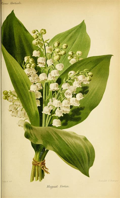 Lily Of The Valley Botanical Illustration From