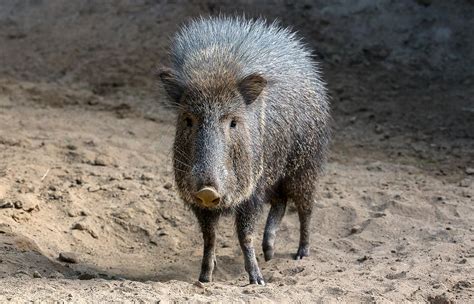 Peccary San Diego Zoo Animals And Plants