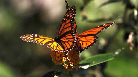 Experts Hopeful As Monarch Butterfly Numbers In Mexico Rise Mint Lounge