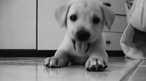 Puppy  Puppy Adorable Puppies Discover And Share S
