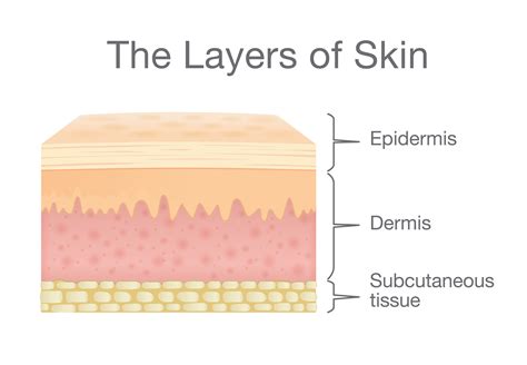 Epidermis Outer Layer Of Skin Layers Function Structure Human Hot Sex