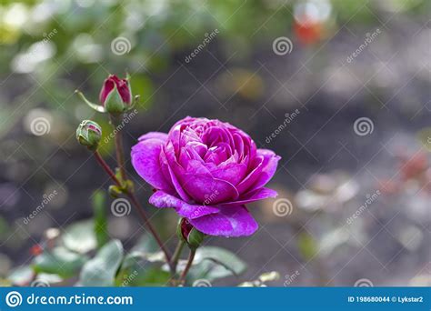 Large Hot Pink Roses In The Garden Close Up Selective Focus Stock