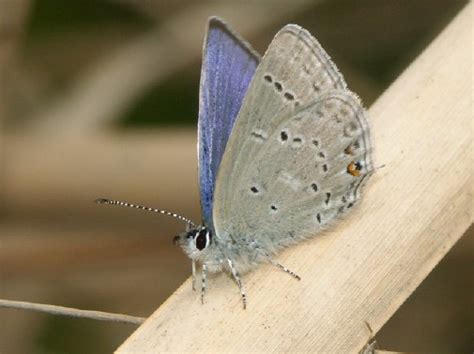 Western Tailed Blue Butterfly In Alaska