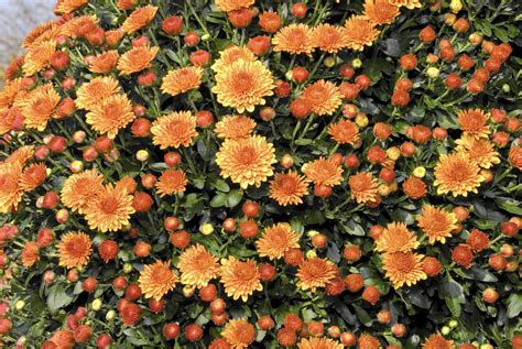 Planting Garden Mums Getting The Most Bloom For Your Buck Chicago