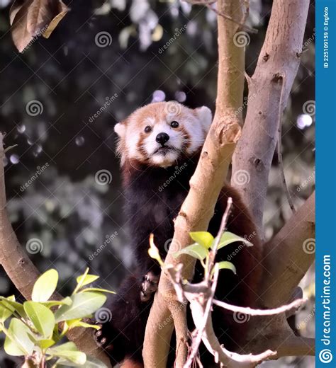 Red Panda Ailurus Fulgens Also Known As Firefox Stock Image Image Of