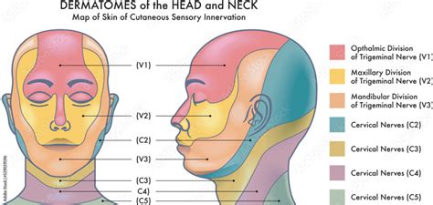 Medical Diagram Of Dermatomes Of The Head And Neck Vector De Stock