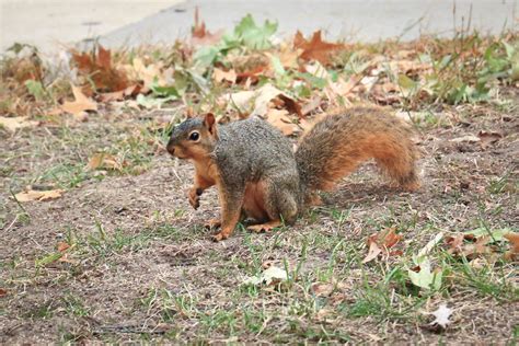 Squirrel Squirrel At The University Of Missouri Jodi Boe Flickr