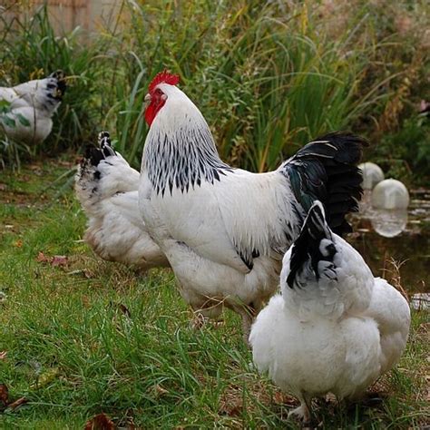 Tiere beleben insbesondere auch solche menschen, die sich vom leben zurückgezogen haben: Tipps für die Hühnerhaltung im Garten | Hühner haltung ...
