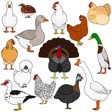 20 Guinea Fowl Background Illustrations Royalty Free Vector Graphics