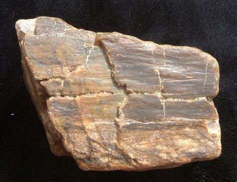 Petrified Wood Bone Fragments Identification Fossil Id The Fossil Forum