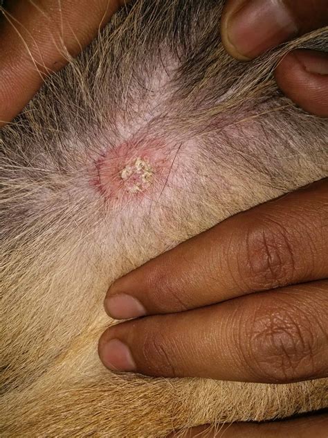 Ringworm In Dogs How To Spot Treat And Prevent Wikipedia Point