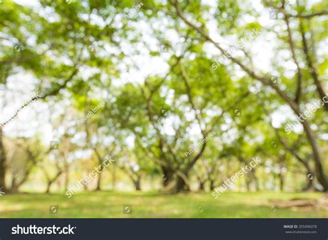Blur Green Natural Tree Park Background Stock Photo 355496078