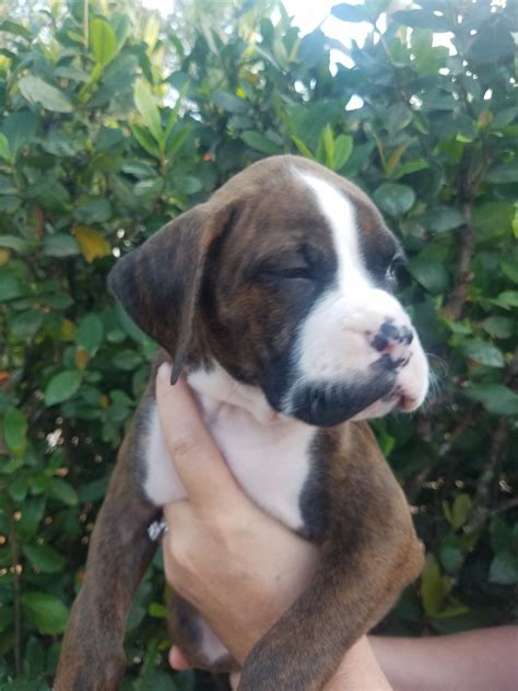 Had other breeds but always came. Boxer Puppies For Sale | Fort Myers, FL #297926 | Petzlover