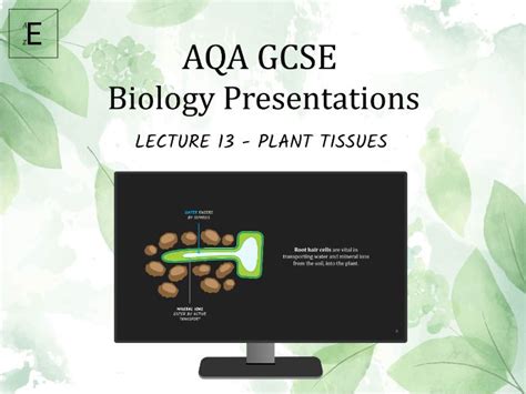 Aqa Gcse Biology Lecture 13 Plant Tissues Teaching Resources