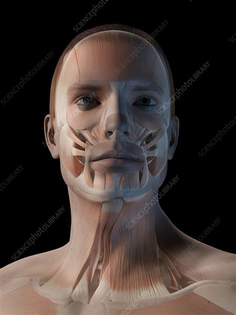 Mastery of anatomy requires a fair amount of memorization and recall skills. Human facial muscles, illustration - Stock Image - F011 ...
