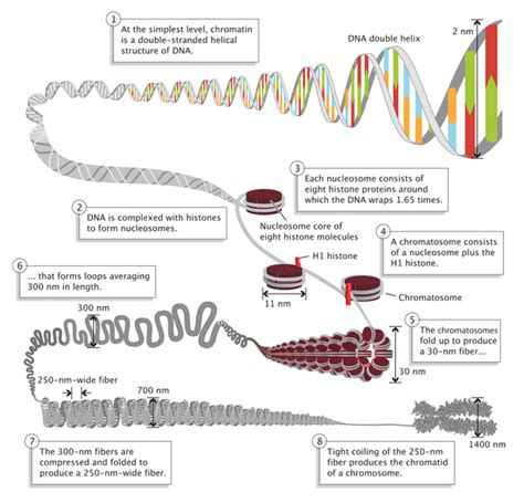 Eukaryotic Genome Complexity Learn Science At Scitable