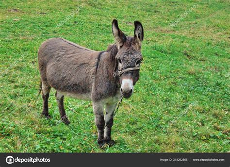 Drove Of Donkeys Restingin The Green Meadow Stock Photo By ©weha 318262866
