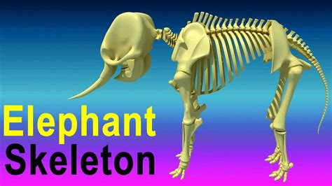 3d bone models are ready for animation, games and vr / ar projects. Elephant Skeleton 3D Model - YouTube